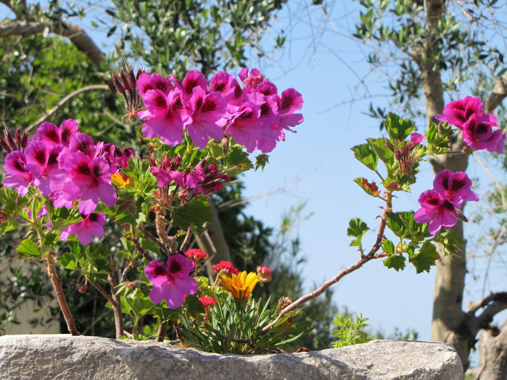 Vila Torre Pinta Masseria Medioevale Otranto Exteriér fotografie